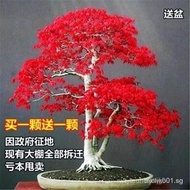 [Buy One Get One Free] Red Maple Sapling Bonsai Cold Resistant Four Seasons Planting Chinese Red Map