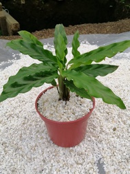 Calathea Rufibarba ‘Tropistar’ with FREE plastic pot, pebbles and garden soil (Rare Indoor Plant and 4 Stocks Only)