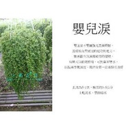 心栽花坊-嬰兒淚/5吋/觀葉植物/綠籬植物/蔓性爬藤植物/售價160特價150