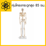 หุ่นโครงกระดูกสูง 85 ซม.ผลิตจากPVC Anatomy:หุ่นจำลอง (พร้อมส่ง)