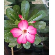 adenium,bunga adenium,pokok adenium,flowers,adenium flowers, saculent