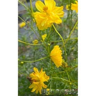 Yellow Cosmos Seeds 99.9% Germination Rate, 20 seeds