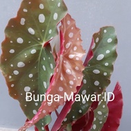 Tanaman Hias Begonia Polkadot/ Begonia Maculata