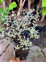 Variegated African Talisay Plant