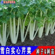 四季種植蔬菜籽白色芹菜種子 種籽山芹西芹小香芹種都雪白實心芹菜種籽hn