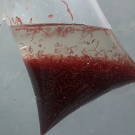cacing darah hidup bloodworm