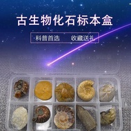 Ancient Biological Ammonite Fossil Specimen Box Natural Rough Stone Ore Specimen Stone Ornaments Str