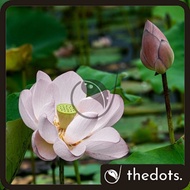 Real Lotus Water Plant Bunga Teratai Bunga Lotus Hidup Berkebun Taman Bunga Flower Garden