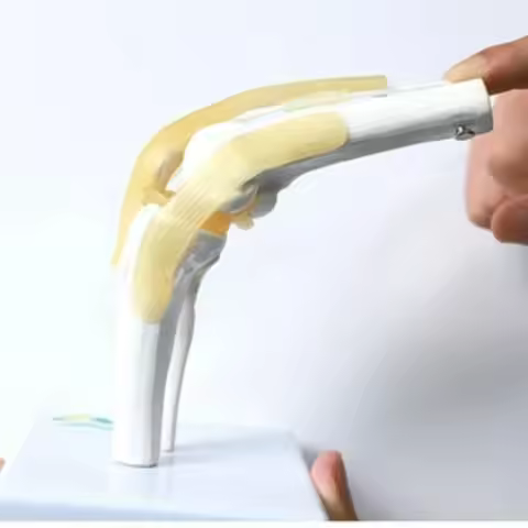 Life Size Human Knee Joint Model Flexible Knee Skeleton Anatomy Model Medical Teaching Tool Educatio