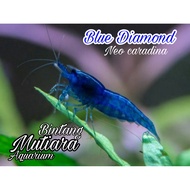 Blue DIAMOND aquarium &amp; AQUASCAPE Decoration