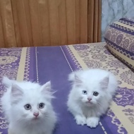 Kucing Persian Odd Eye 