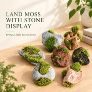 TERRARIUM MOSS ON ROCKS(TERRARIUM DISPLAY)