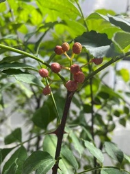 (木莯工作室) 大紅袍花椒苗:香氣足.麻度強而持久(約4年植株)