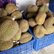 Duren Montong / Durian Monthong Palu Fresh Buah Utuh 3Kg-4.5Kg