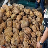 Durian Bulat Utuh Montong Palu Parigi 6Kg X 75Rb Promo