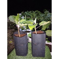 Anak pokok Terung panjang (leckat332)🌱