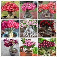 10pcs  Benih tahan panas Adenium Obesum, bunga gurun, biji bunga langka Thailand, tanaman kebun rumah yang mudah ditanam