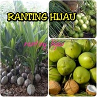 BIBIT KELAPA HIBRIDA HIJAU 20 POHON