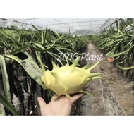 (10cm - 30cm )(Tree with Root) Yellow Dragon Fruits Trees / Keratan kuning benih anak pokok buah nag