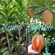 BIBIT SAWO JUMBO OKULASII