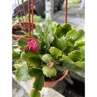 Mini bakawali Magenta / Tulang / Mutiara / Cactus Ketam
