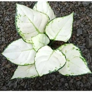 aglonema super white aglonema/Aglonema murah