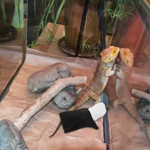 Bearded Dragon Hoodie Lightweight Breathable Pet Lizard Clothing for Outdoor Adventures Easy Clean R