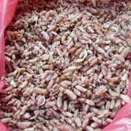 Cumi Enak / Cumi Murah / Cumi Gurih / Cumi Kering / Cumi Segar / Cumi Asin/Cumi Asin Baby Kering 1 K
