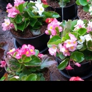 Tanaman Hias Begonia Hijau Bunga Pink / Bunga Hias Begonia Murah