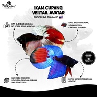 IKAN HIAS CUPANG VEILTAIL (VT) AVATAR - LINE THAILAND