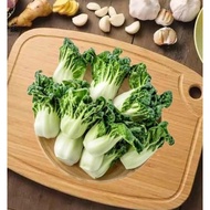 【Local seller】1500pcs Dwarf milk cabbage seeds  Cream cabbage Balcony vegetables Four seasons vegeta