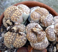 10 เมล็ด (Living Stones) ไลทอป กระบองเพชร ไม้อวบน้ำ กุหลาบหิน แคคตัส สายพันธุ์ Lithops julii ssp fulleri v brunnea