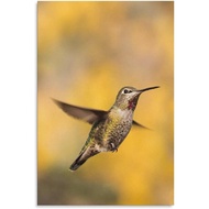 Gorgeous Bird Hummingbird Canvas Poster Wall Art Decor Print Picture Paintings For Living Room Bedro