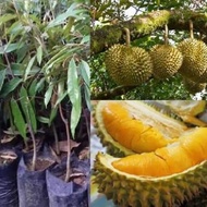 Anak Pokok Durian Musang King D197/猫山王 D197 / Polybag 10x12
