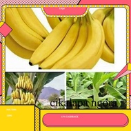 Bibit pisang cavendish super