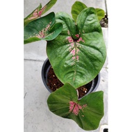 Caladium rare species / Indoor Plant / Real Live Plant / Office Plant / House &amp; Garden