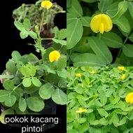 pokok kacang pintoi hiasan lanskap tutup bumi +freegif🎁✅