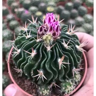 WAF rare cactus Stenocactus Multicostatus 多棱玉 (30-50mm) with 85mm pot direct from Cameron Highlands