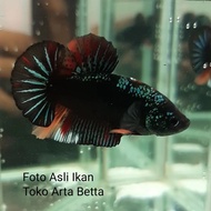 Ikan Cupang Avatar Nemo 5 Bulan