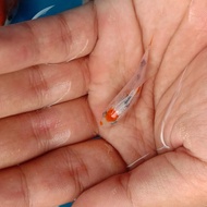 Bibit ikan koi blitar 3-4 cm paket 50ekor PETANI LANGSUNG