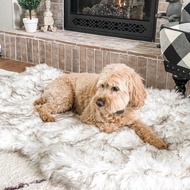 Hot Hot Style shopify Beige Memory Foam Mat Dog Mat 5cm Memory Foam