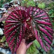 Tanaman Hias Begonia Rex Walet - Pohon Hias Begonia Rex Walet