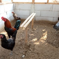Indukan Ayam KUB 2 1 Paket (1 Jantan 5 Betina)