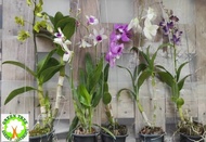 Live Plant: Dendrobium Phalaenopsis Orchid Flower Plants Bunga Orkid With Iron Wire 蝴蝶石斛 for HOME/OFFICE decoration