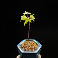 SG3354-日本紅千鳥紅楓/稀有楓樹🔥精品植物小盆栽禮物🔥