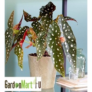 Begonia Maculata Polka Dots Live Plant Spotted Begonia Indoor Plant | Pokok Begonia | 斑点秋海棠