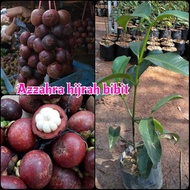 bibit tanaman buah manggis Wanayasa