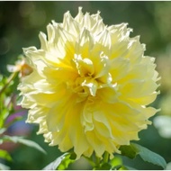 5 Biji Segar Benih Bunga Dahlia Kelvin Floodlight Flower Dahlia Seed - 5 Seed