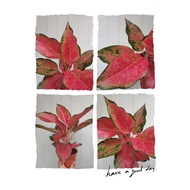 TKP,Aglaonema Thai Hybrid ,Aglaonema Plant , Aglaonema , Chinese Evergreen Plant ,Indoor Plant ,Real