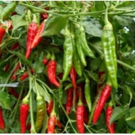 25 Benih Biji bibit cabe rawit hijau LOJANA - produk asli JAWARA (Repacking F1 SEEDS)